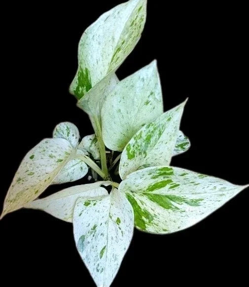 True Snow Queen Pothos Plant - 4-Inch Variegated White Leaves - Epipremnum aureum Indoor Houseplant