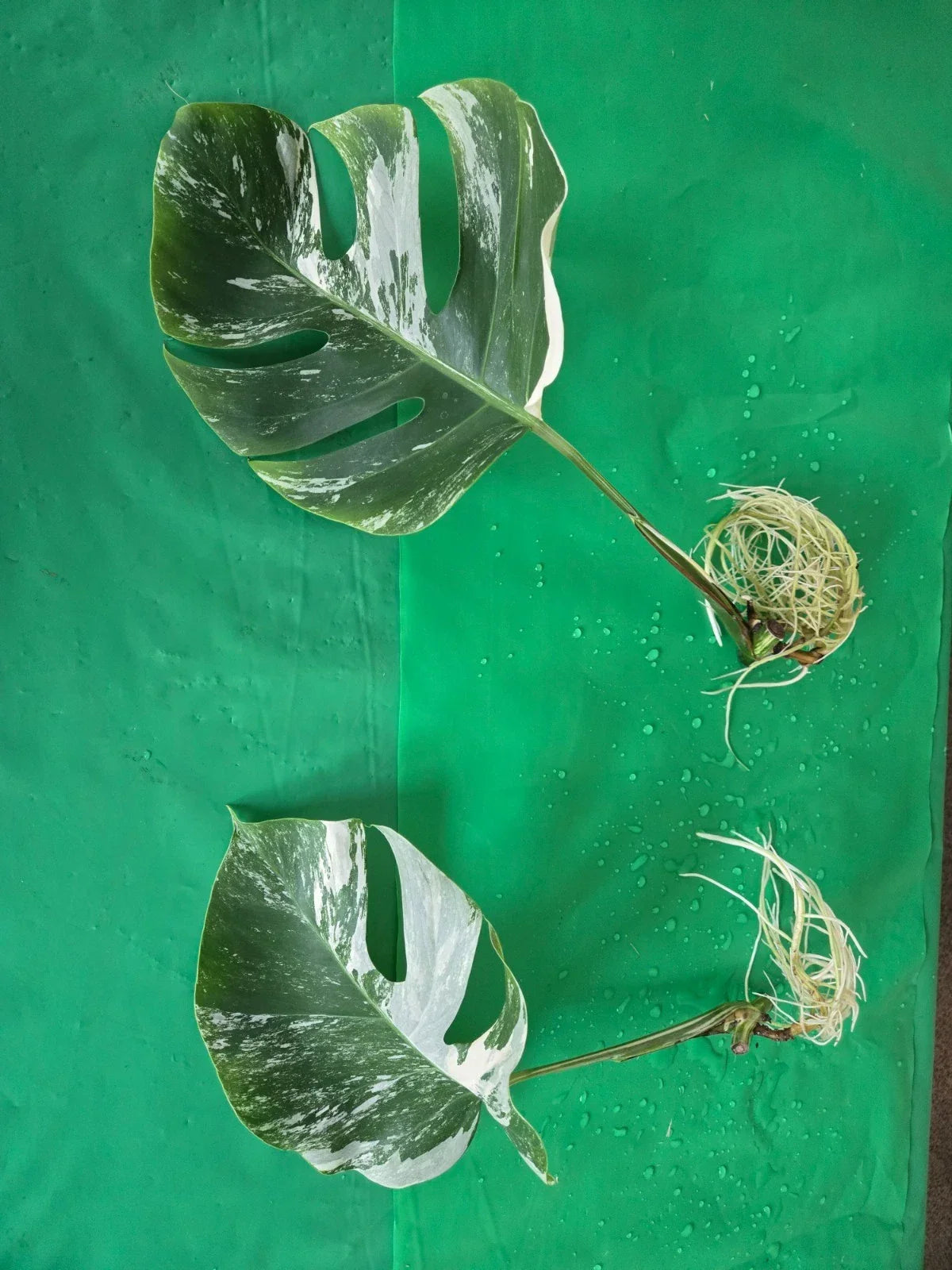 Monstera Albo Borsigiana Rooted Cutting - Variegated Houseplant - Monstera deliciosa - Indoor Garden Plant