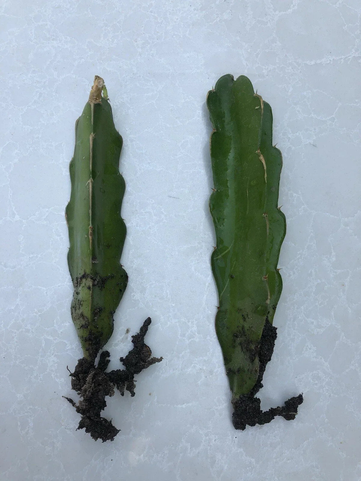 Rooted Dragon Fruit Cutting - White Pitaya Cactus - Hylocereus undatus - Ready to Plant, Climbing Vine, Drought-Resistant