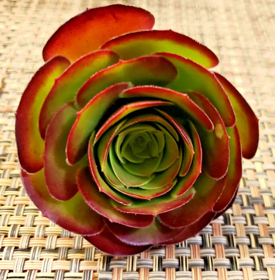 Succulent Plant Unrooted Cuttings - Aeonium 'Velour' - Burgundy Velvet Foliage - Aeonium arboreum 'Velour'