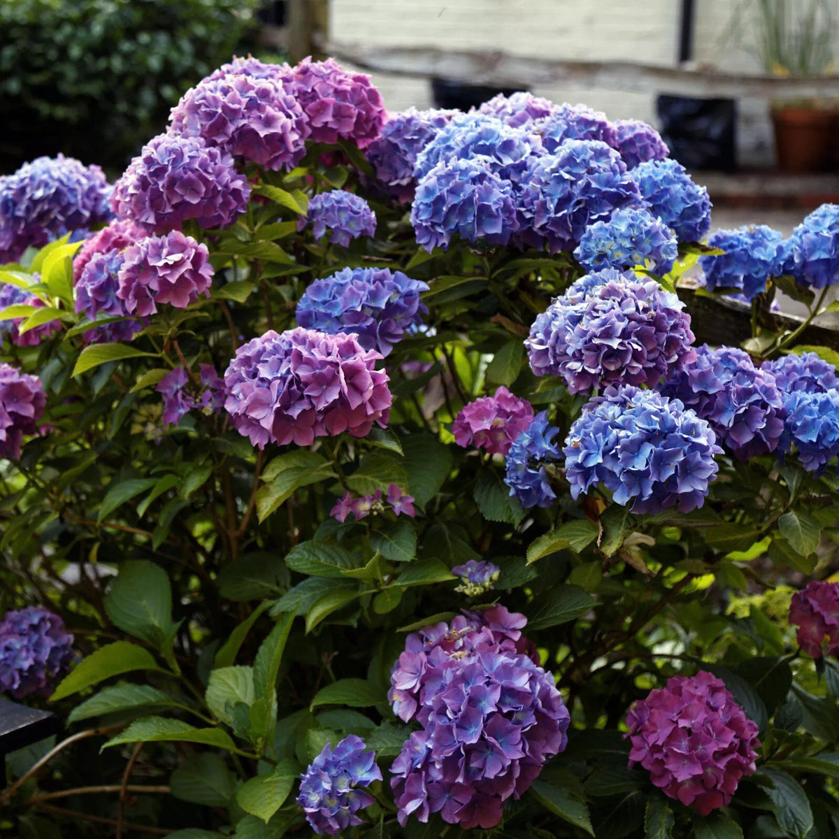Penny Mac Hydrangea Live Plant 6+ Inch Bare Root Reblooming Shade Hardy Zones 5-9