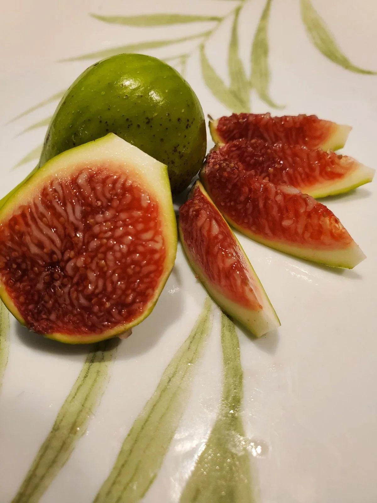 White Madeira Fig Cutting 10 Inches - Ficus carica Summer Rooting Variety for Home Gardens
