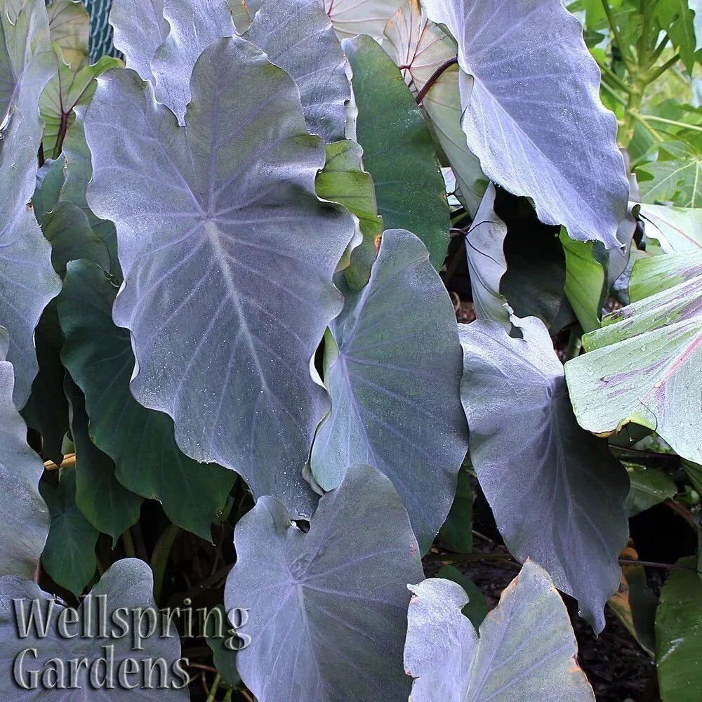 Black Ruffles Elephant Ear Plant - 3-8 Inch Live Colocasia esculenta with Dark Purple Ruffled Leaves for Indoor/Outdoor Garden