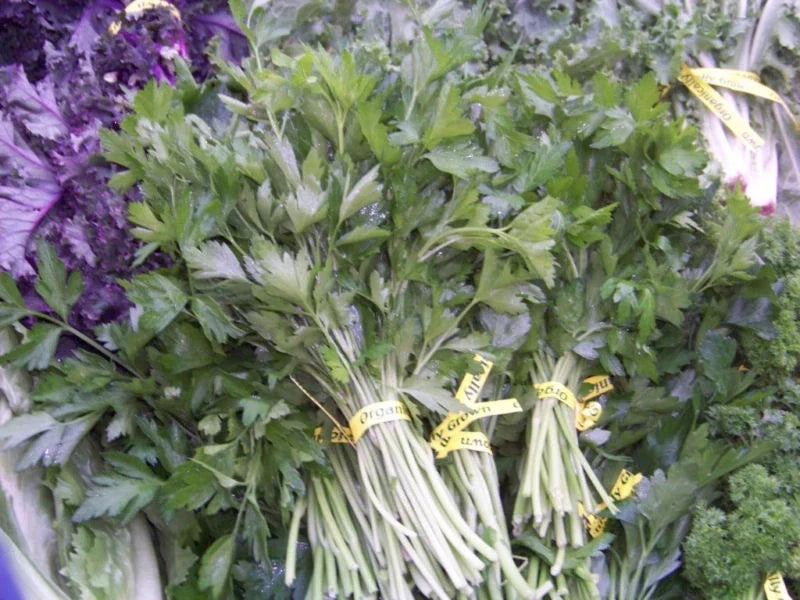 940 Parsley Herb Seeds – Petroselinum crispum – Culinary Garnish & Herb Garden Seeds