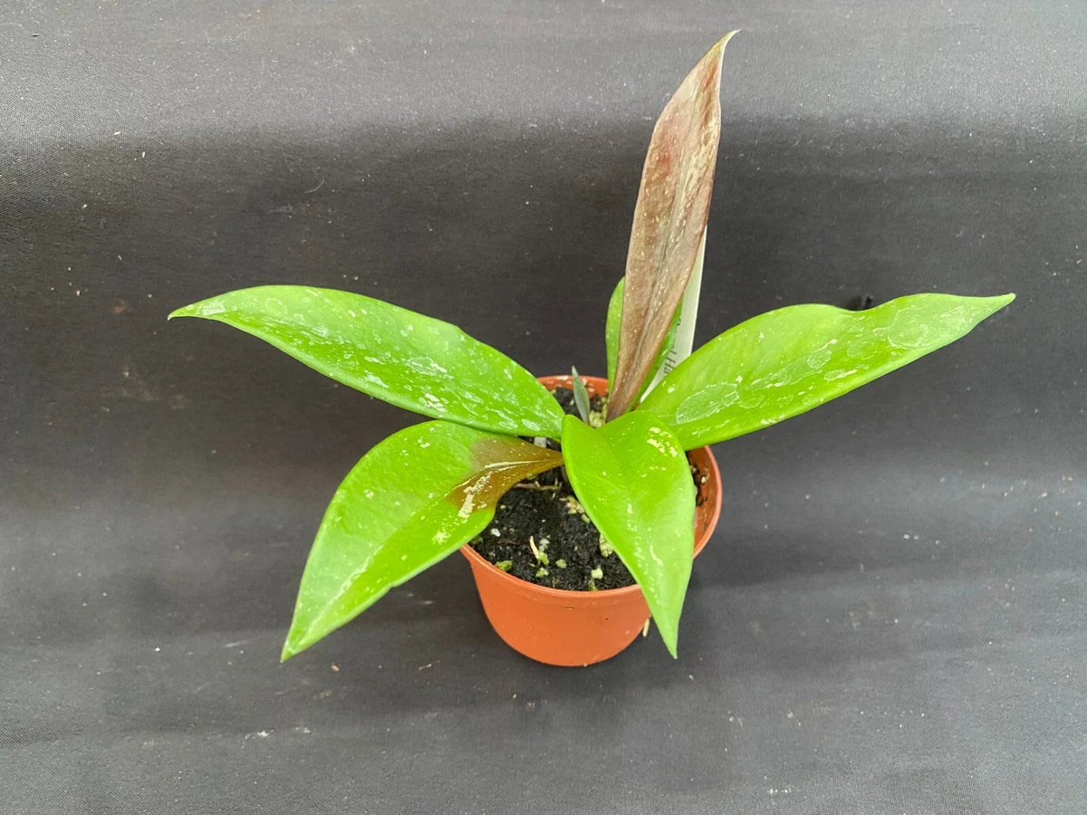 Hoya Plant in 2.5" Pot - Royal Hawaiian Purple - Hoya pubicalyx - Indoor Houseplant, Purple Blooms, Easy Care