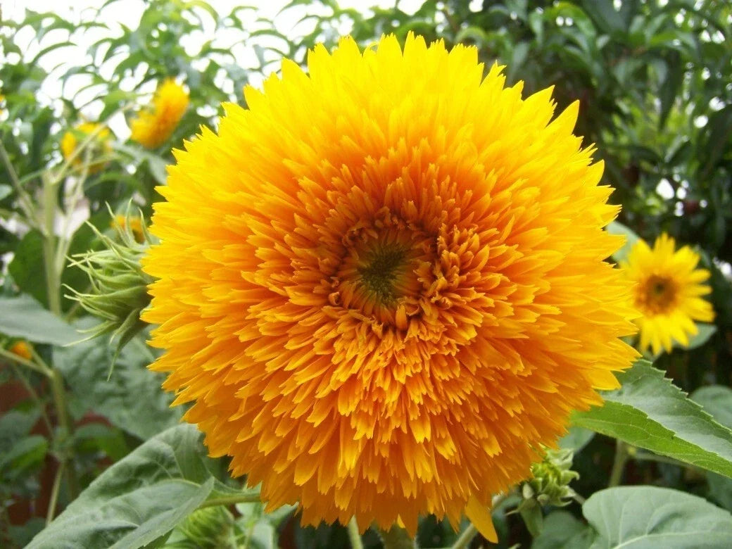 Giant Teddy Bear Sunflower Seeds - 10+ Pack, Helianthus annuus, Bee & Hummingbird Friendly, Tall Fluffy Flower Heads