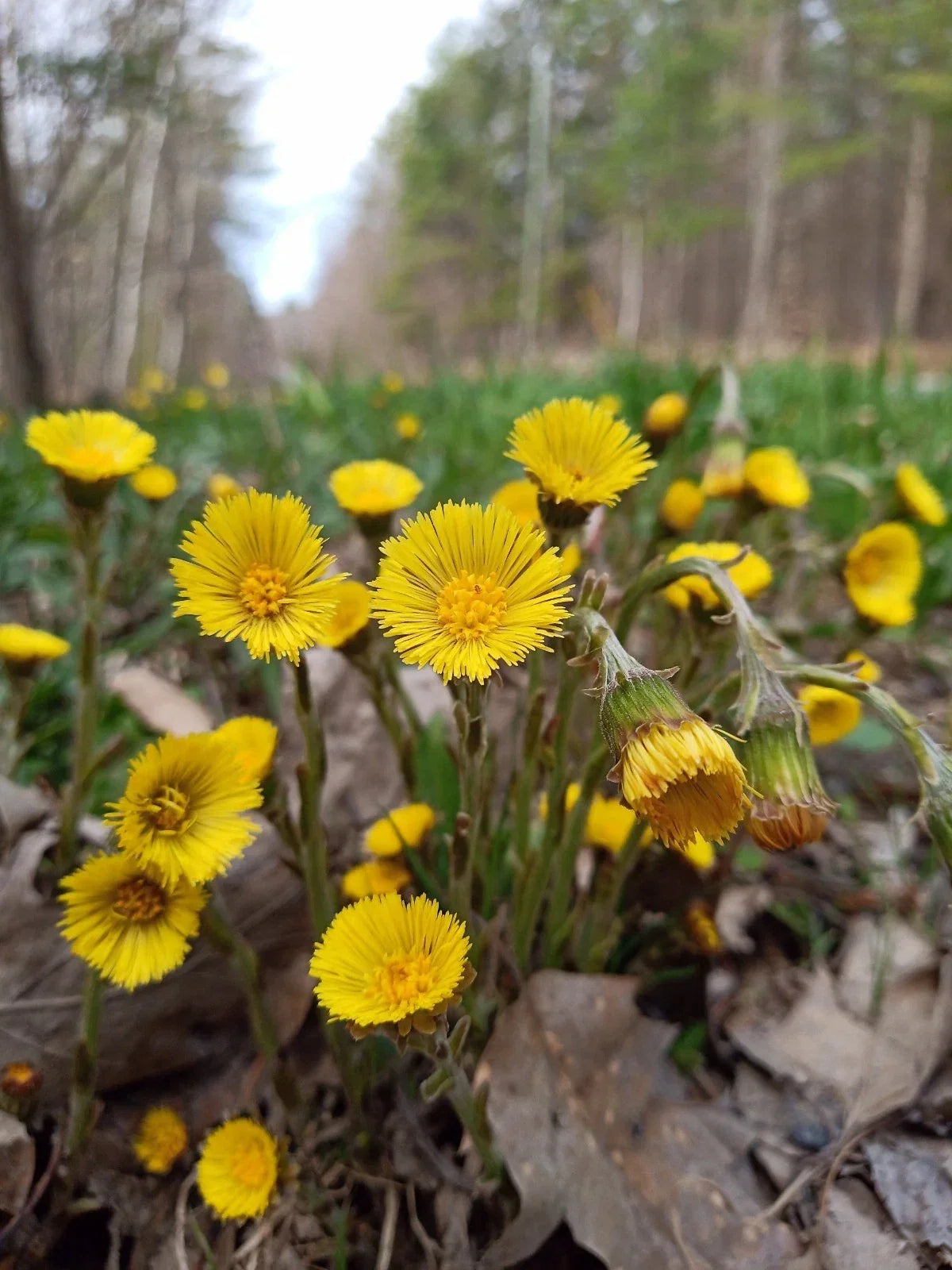 Organic Coltsfoot Plants - 10 Rooted Tussilago Farfara for Herbal Remedies & Natural Landscaping