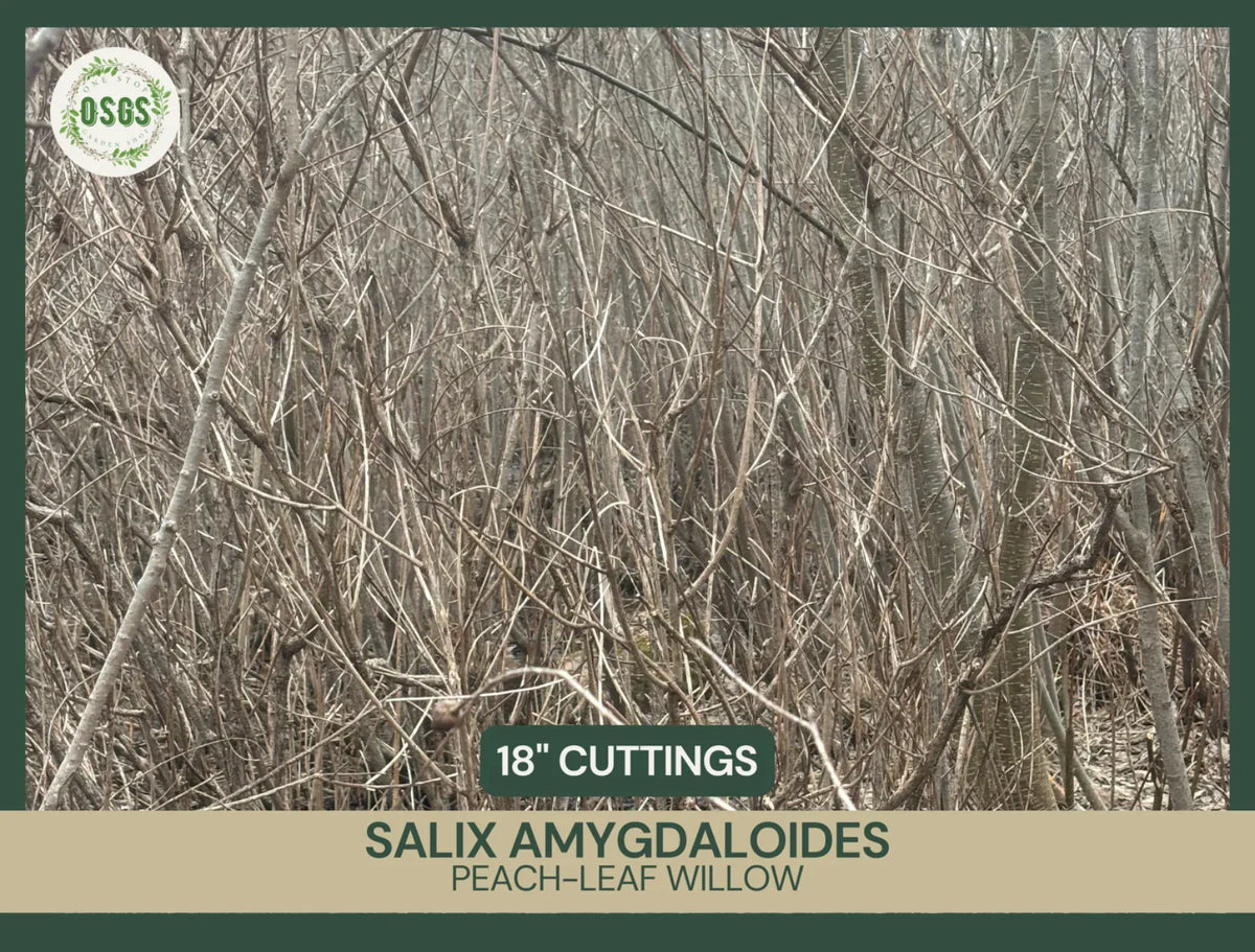 Fresh Unrooted Peach-Leaf Willow Cuttings | Salix amygdaloides | Fast-Growing Shrub for Landscaping