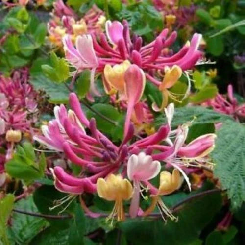 Honeysuckle Vine Plant - Rooted Starter - Candy Swirl Variety - Lonicera - Attracts Hummingbirds & Pollinators