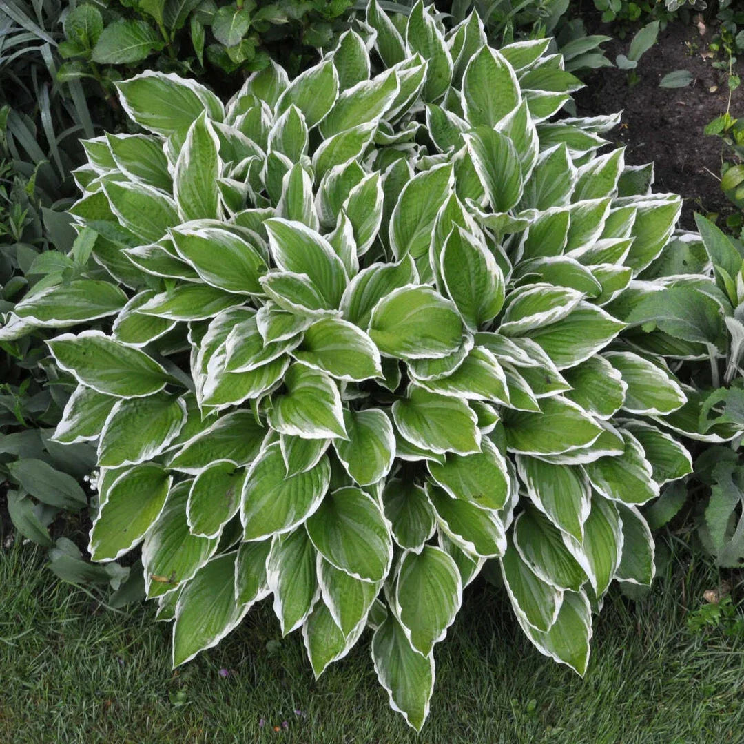 Crowned Imperial Hosta Plantain Lily Live Plant 6+ Inches - Dark Green Leaves & Lavender Flowers