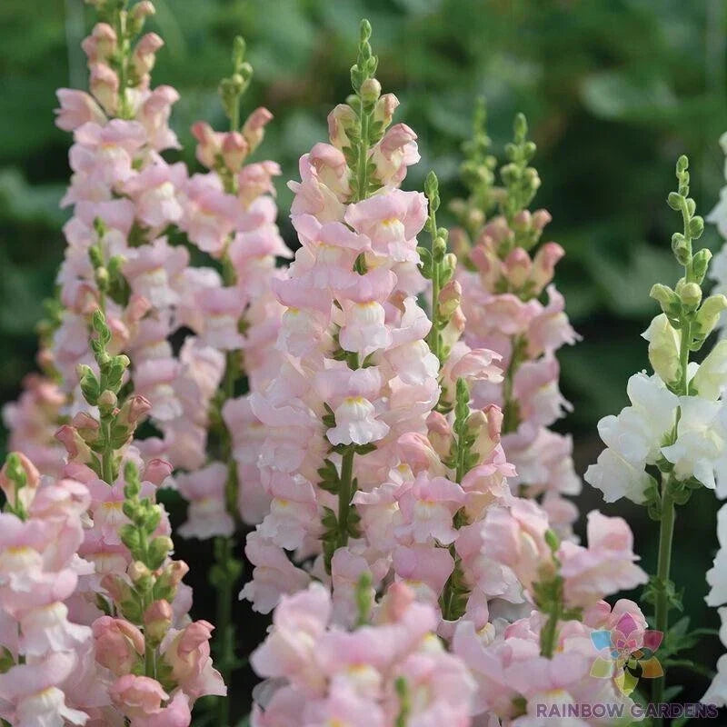 Avignon Pink Snapdragon Seeds - 1000+ Count - Antirrhinum majus - Flower Seeds for Garden Planting