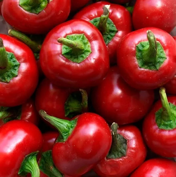 Red Cherry Hot Pepper Seeds - Organic Non-GMO Heirloom Pimenta - Spicy Capsicum annuum Seeds for Salsas & Gardening