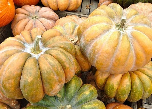Fairytale Pumpkin Seeds - Heirloom Cucurbita pepo for Planting, Ornamental & Culinary Use