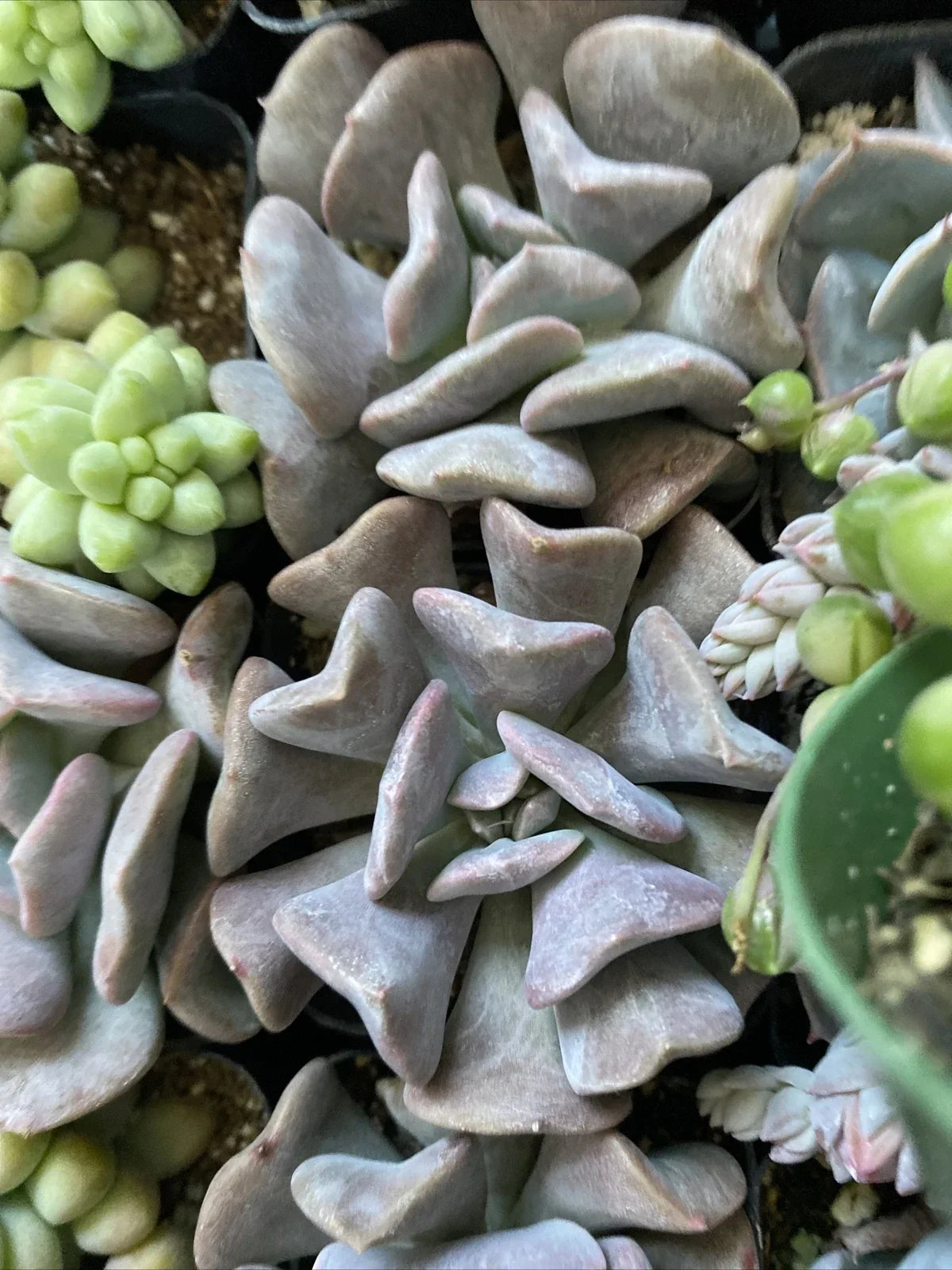 Echeveria 'Cubic Frost' Succulent Plant 2" for Wedding Decor, Party Favors, Baby Shower, Indoor & Outdoor Use
