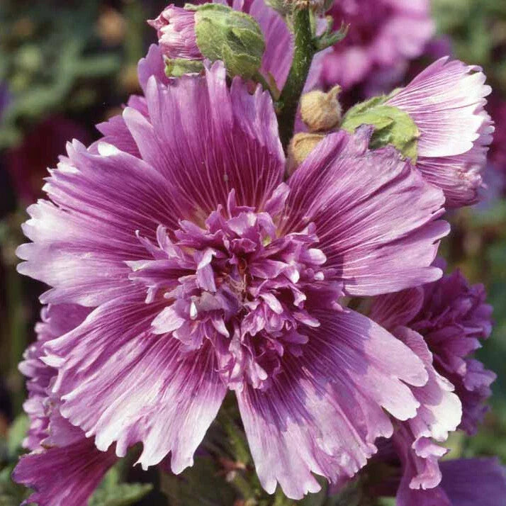 Hollyhock Seeds - Queeny Purple - AAS 2004 Winner - Alcea rosea - Perennial Flower Seeds for Borders & Gardens