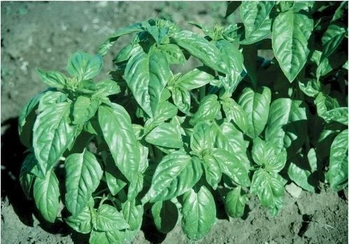 Large Leaf Italian Basil Seeds - Non-GMO, Heirloom, Culinary Herb, Ocimum basilicum, 16,000 Seeds