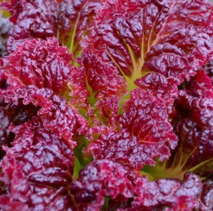 Red Salad Bowl Lettuce Seeds - 1000+ Cool Weather Vegetable Garden, Lactuca sativa, Loose-Leaf, Edible, Frilled Dark Red Leaves