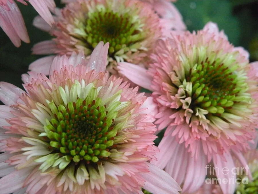 Double Pink Green Coneflower Seeds, Echinacea purpurea, Perennial Flower Seeds for Garden, 50 Pack