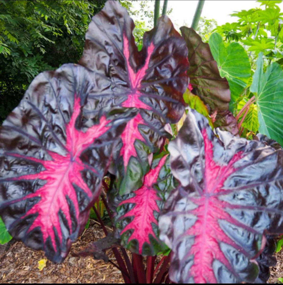 Small Rooted Plant - Colocasia esculenta - Elephant Ear Tropical Foliage Plant for Indoor & Outdoor Gardens