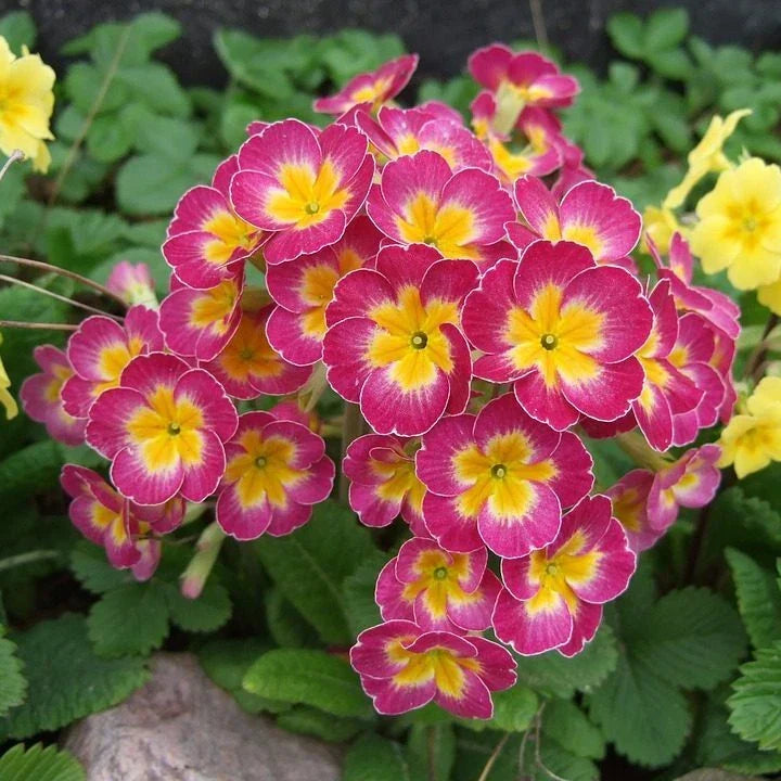 Primula Mala Seeds - 100 Count Pink Variety | Primula mala