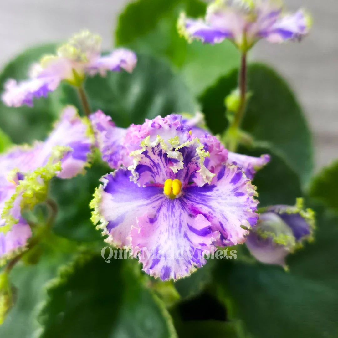 Fresh Cut African Violet Leaf - AV-Soap Bubbles/AV-Mylnye Puzyri Saintpaulia for Propagation & Gardening