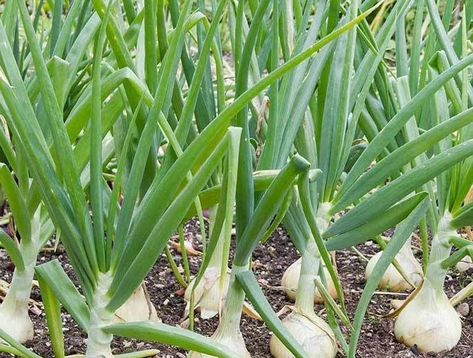Vidalia Sweet Onion Seeds - 500 Non-GMO Heirloom Allium cepa Bulb Seeds for Garden Planting