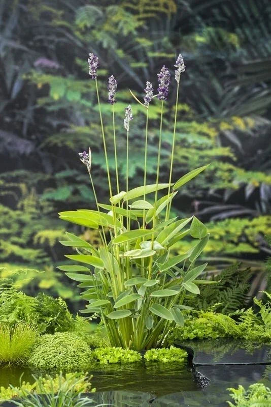 Hardy Water Canna Plant Root with 1-2 Shoots | Thalia Dealbata Aquatic Water Garden Plant