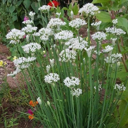 Garlic Chives Seeds - Non-GMO Culinary Herb Seeds - Allium tuberosum - Easy to Grow for Garden & Pots