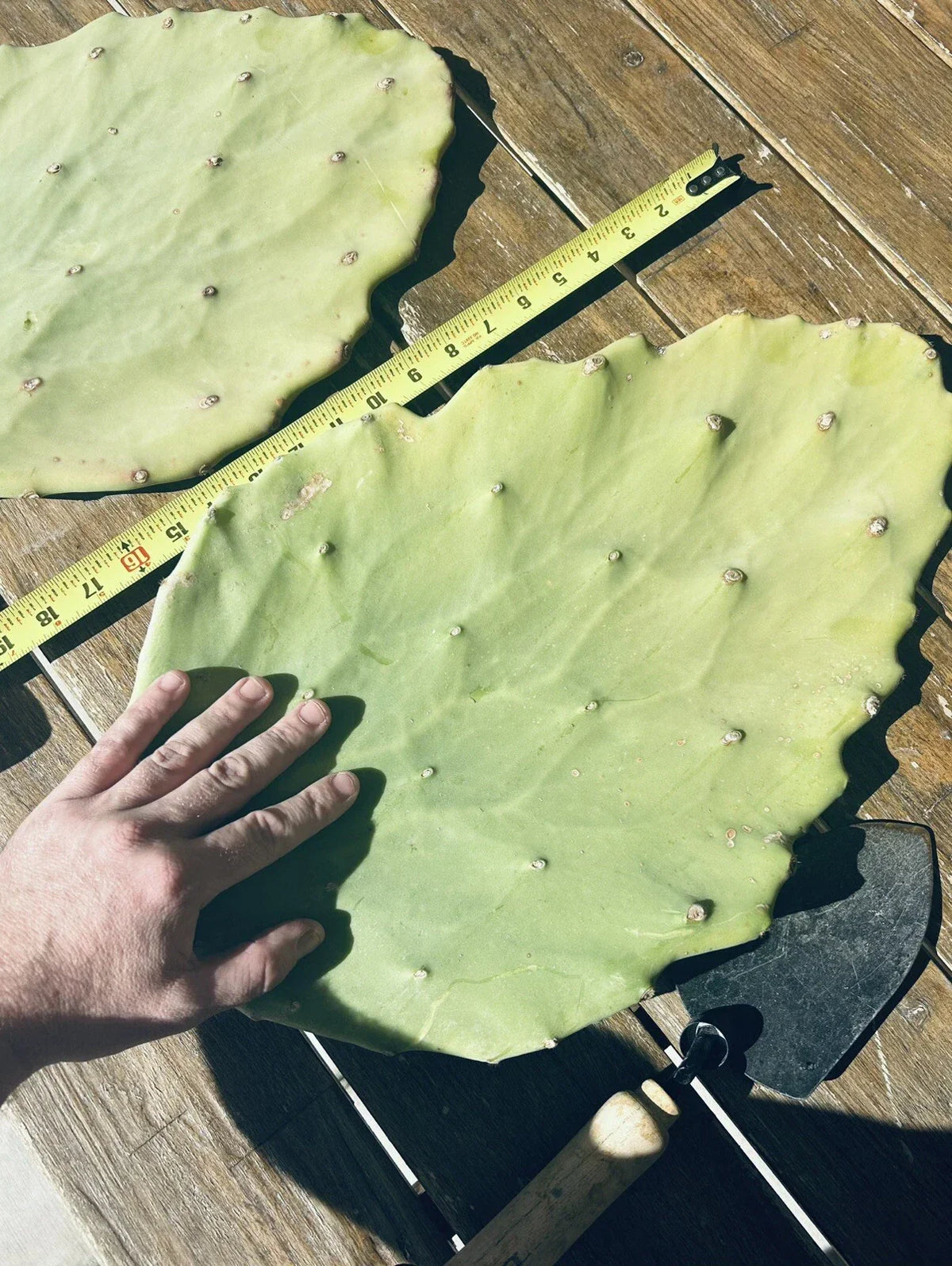 Opuntia Gomei Cuttings - Old Mexico Pear Cactus Pads 6-10 Inches - Succulent Plant for Home Garden and Indoor Decor