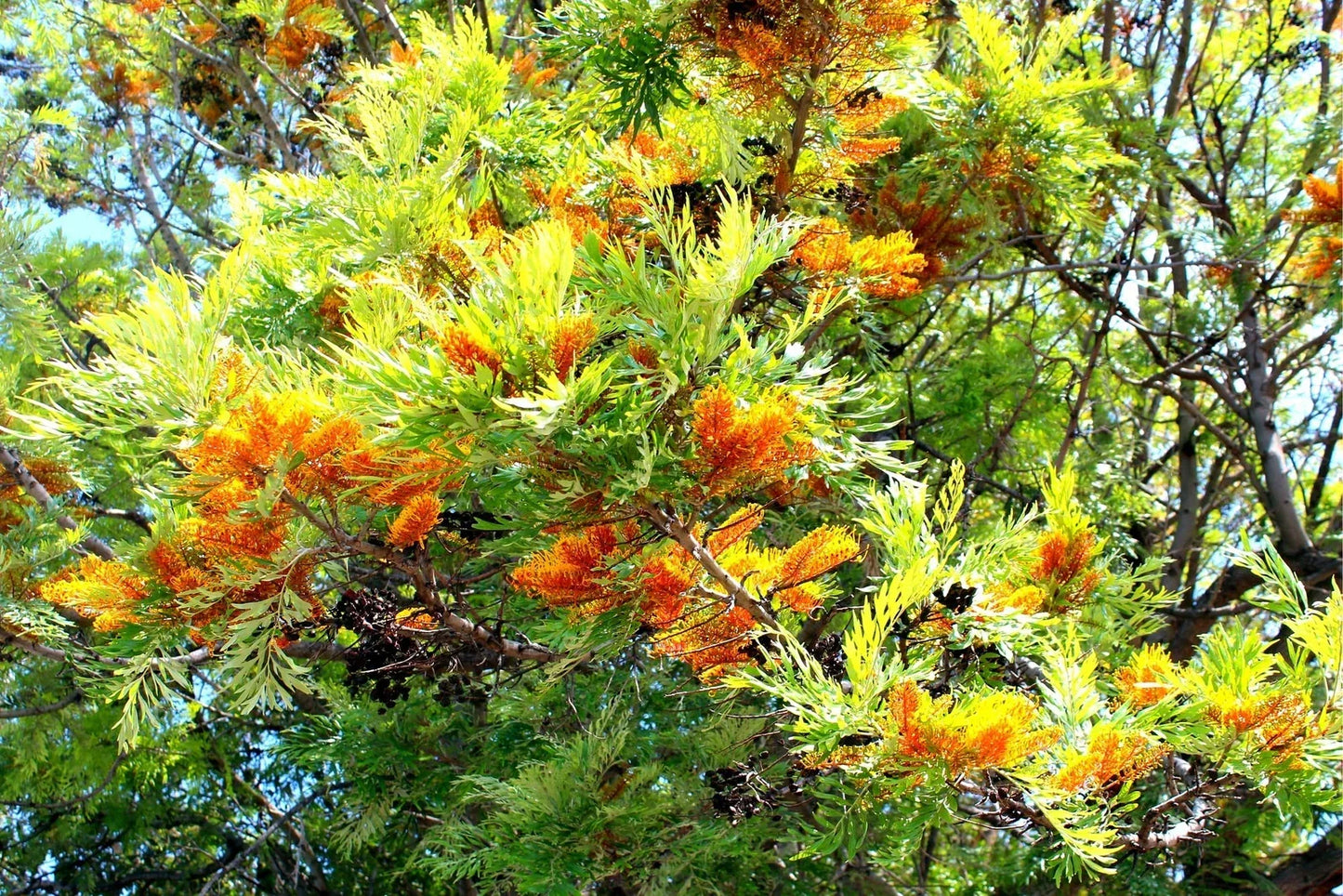 Silky Oak Tree Seeds - 30 Pack - Grevillea robusta - Fast Growing Native Australian Tree