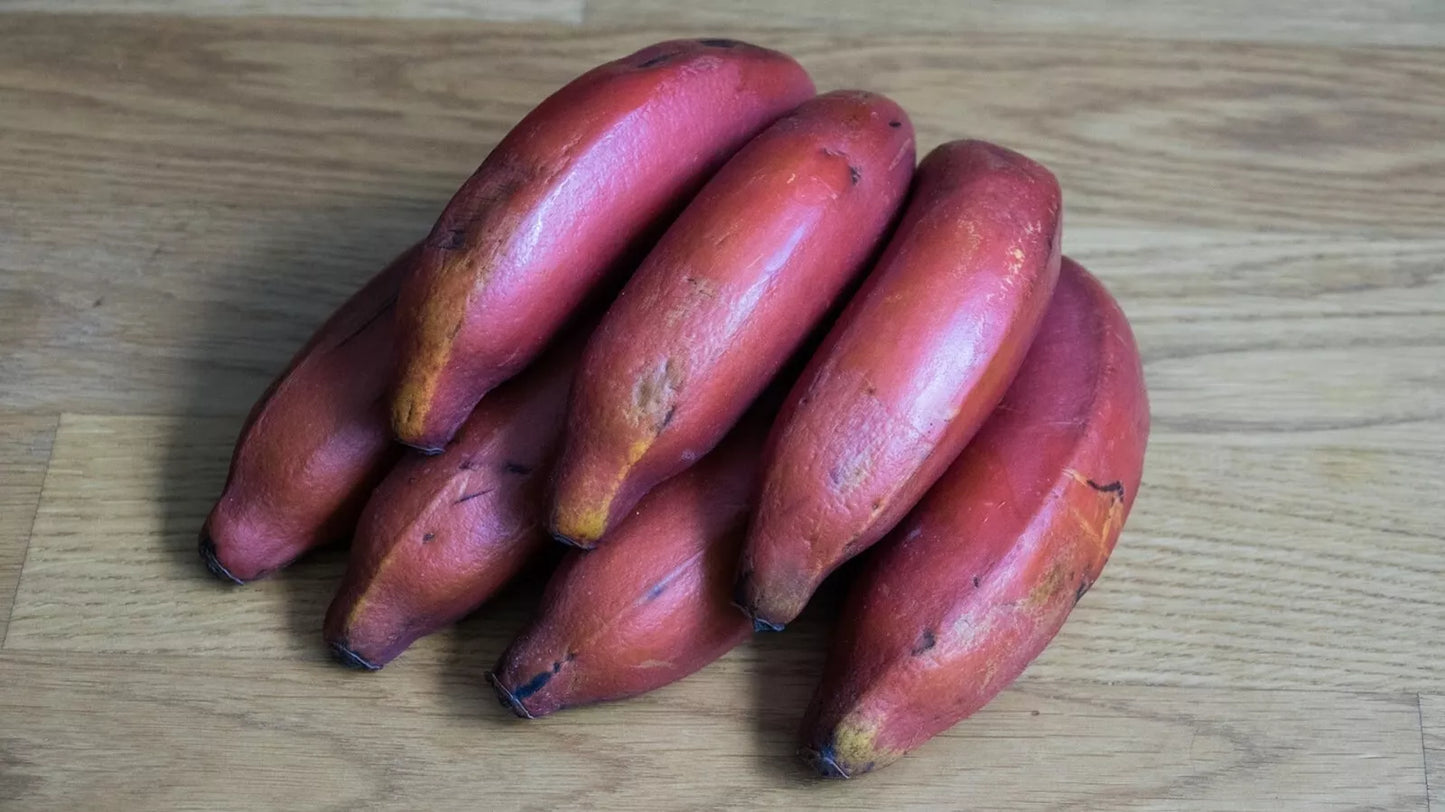 Organic Pink Banana Seeds – Musa veluntina – Heirloom Tropical Fruit Plant – 5 Pack for Indoor & Outdoor Gardening