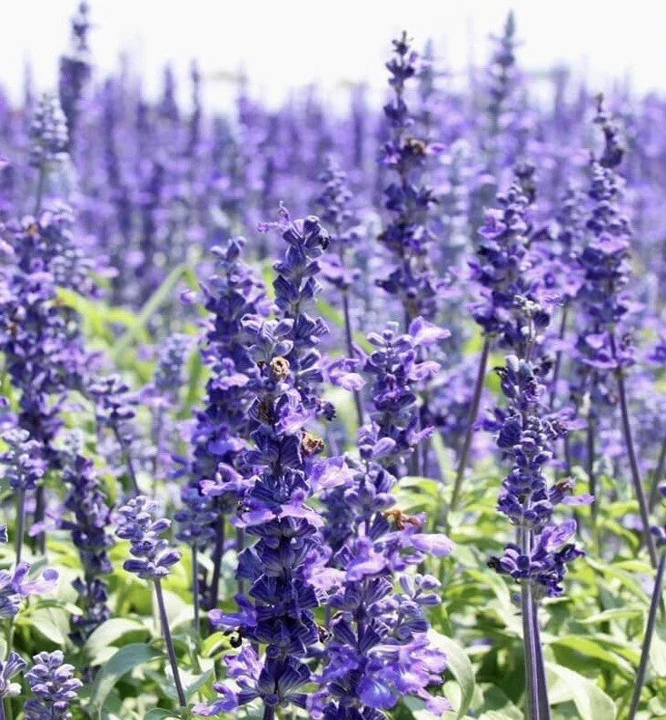 Hyssop Seeds - 800+ Count Perennial Hummingbird Plant - Non-GMO Hyssopus officinalis for Pollinator Gardens