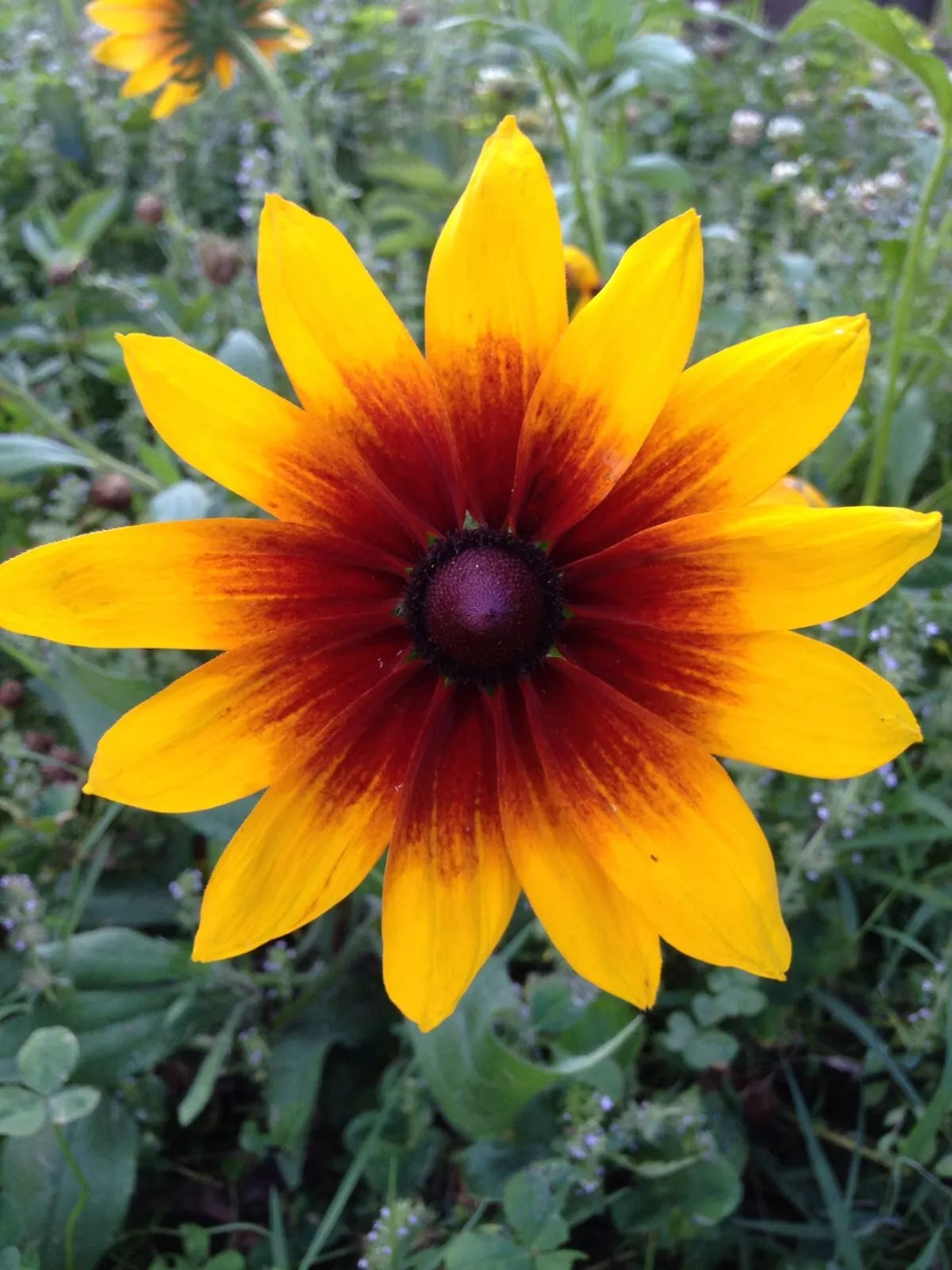 Gloriosa Daisy Seeds - 500+ Heirloom Rudbeckia hirta Flower Seeds for Borders & Pollinators