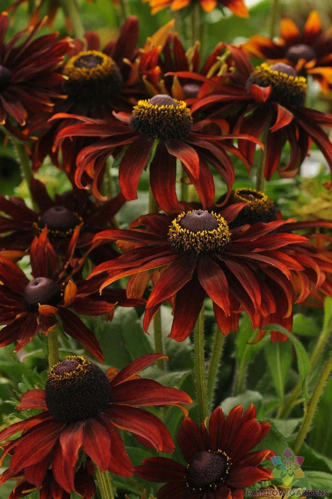 Moreno Rudbeckia Seeds - 200+ Bulk Black-Eyed Susan Seeds for Garden Planting - Rudbeckia hirta USA