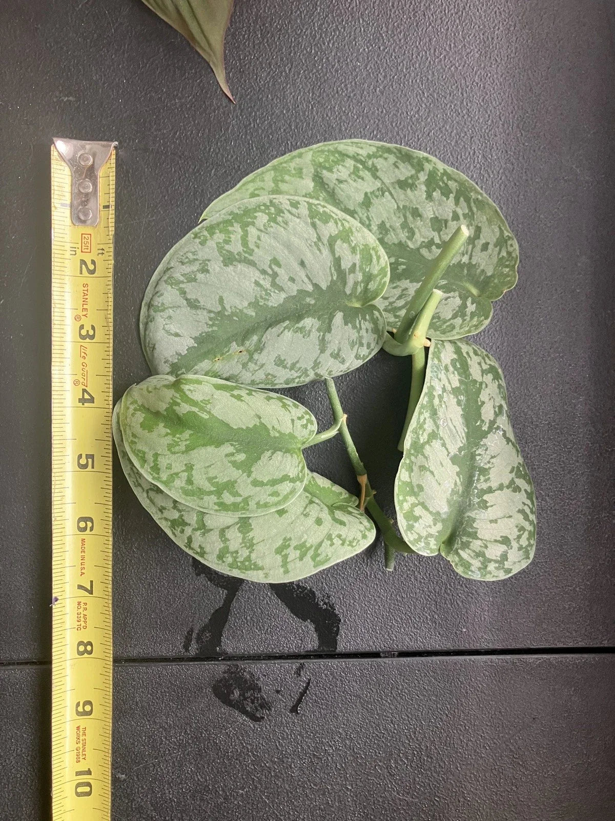 Scindapsus Pictus ‘Exotica’ Cuttings – 6 Healthy Vining Aroid for Indoor Plant Propagation & Decor
