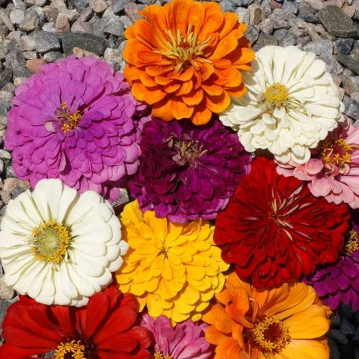 California Giants Zinnia Seeds - Mix of 7 Colors, Large 5"+ Flowers, Zinnia elegans, Annual Garden Seeds for Borders & Cut Flowers