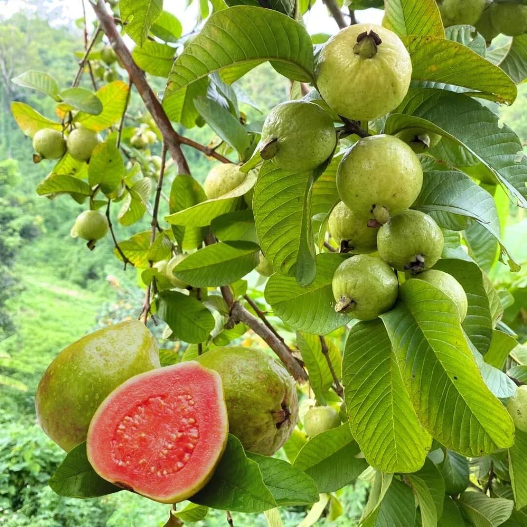 Pink Guava Tree Starter Plant - 4" Live Plant - Psidium guajava - Tropical Fruit Tree for Garden or Patio