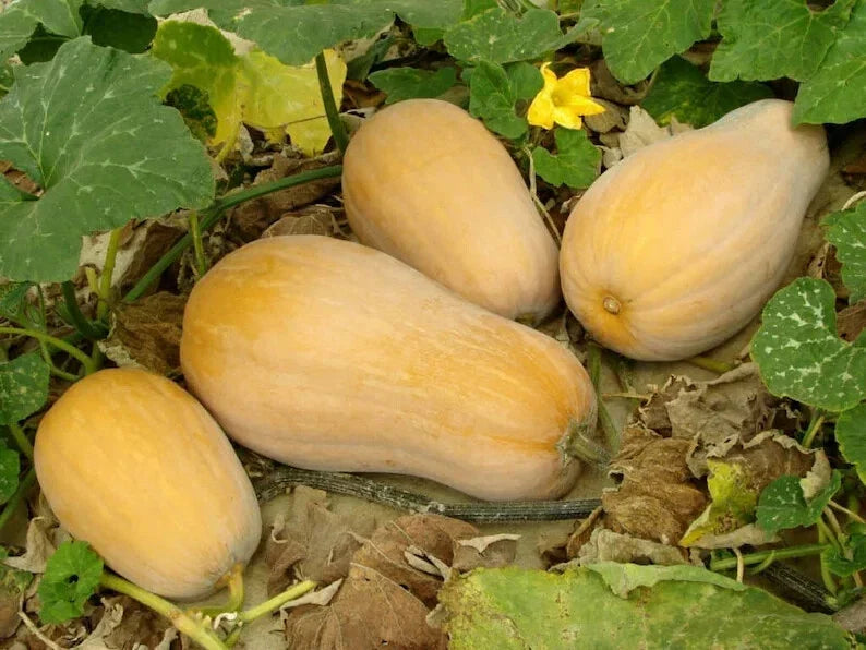 Organic European Winter Butternut Squash Seeds - Non-GMO Cucurbita moschata, Pack of 10, Heirloom, Full Sun, Easy to Grow