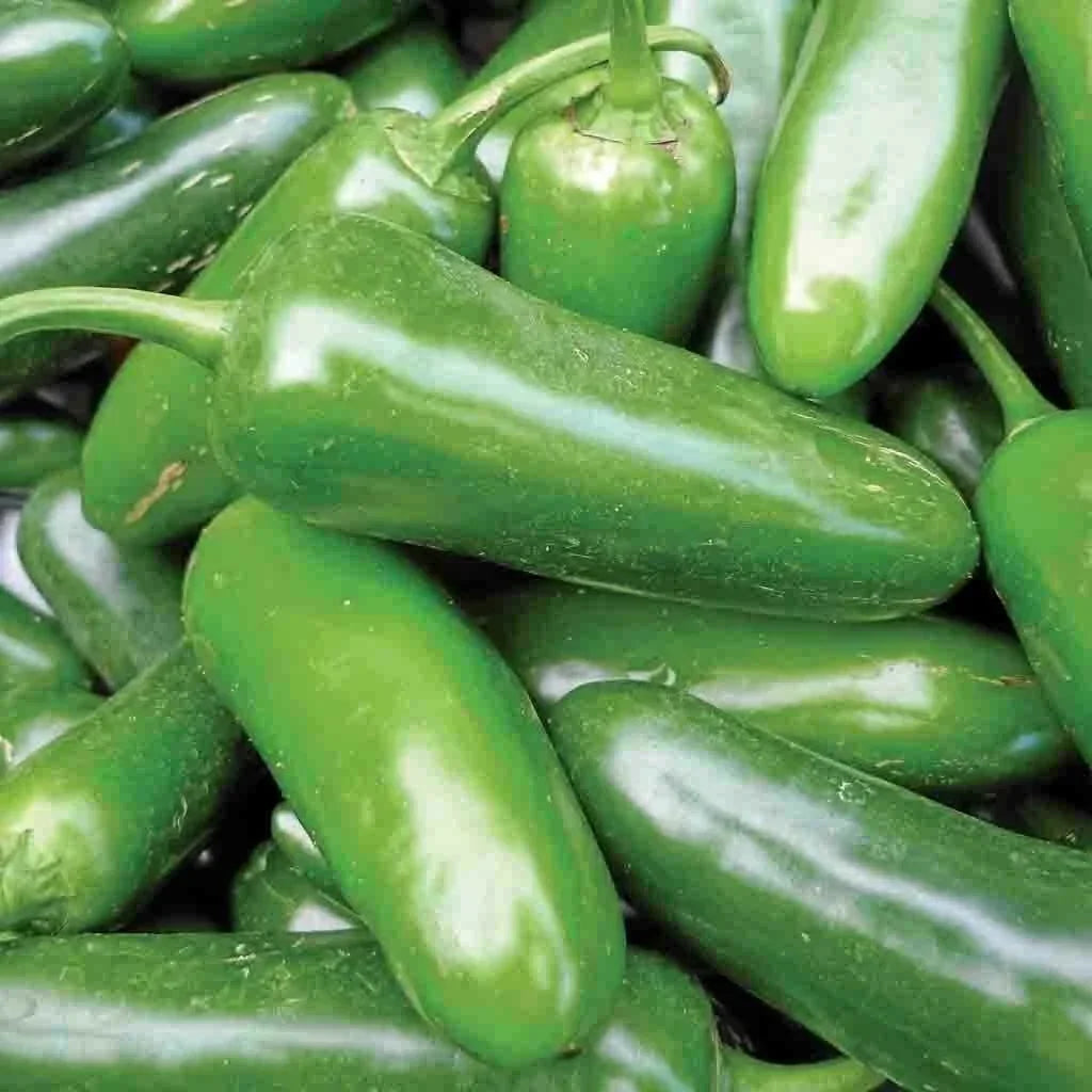 Jalapeno Pepper Seeds – Non-GMO, Spicy Vegetable Seeds, Capsicum annuum, 50+ Seeds for Home Garden & Container Planting