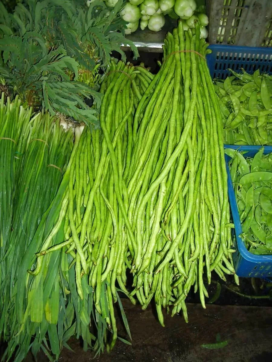 Yard Long Beans Seeds - Green Pole Type, 15 Seeds, Vigna unguiculata subsp. sesquipedalis, Vegetable Garden Planting