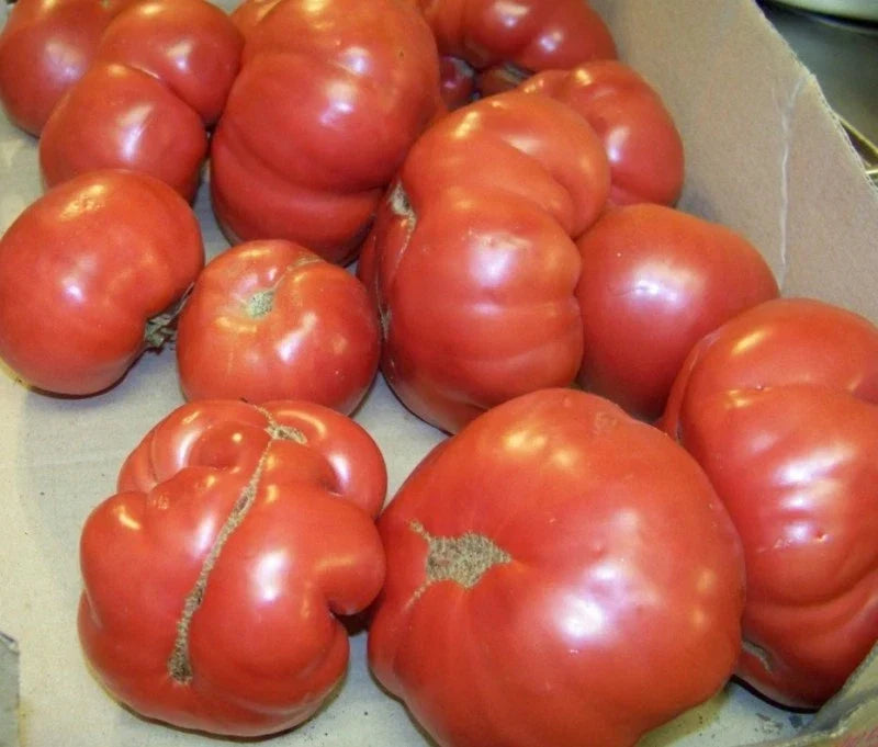 42 Tomato Seeds - Rutgers Heirloom Organic Solanum lycopersicum for Garden, Salad, and Sauce
