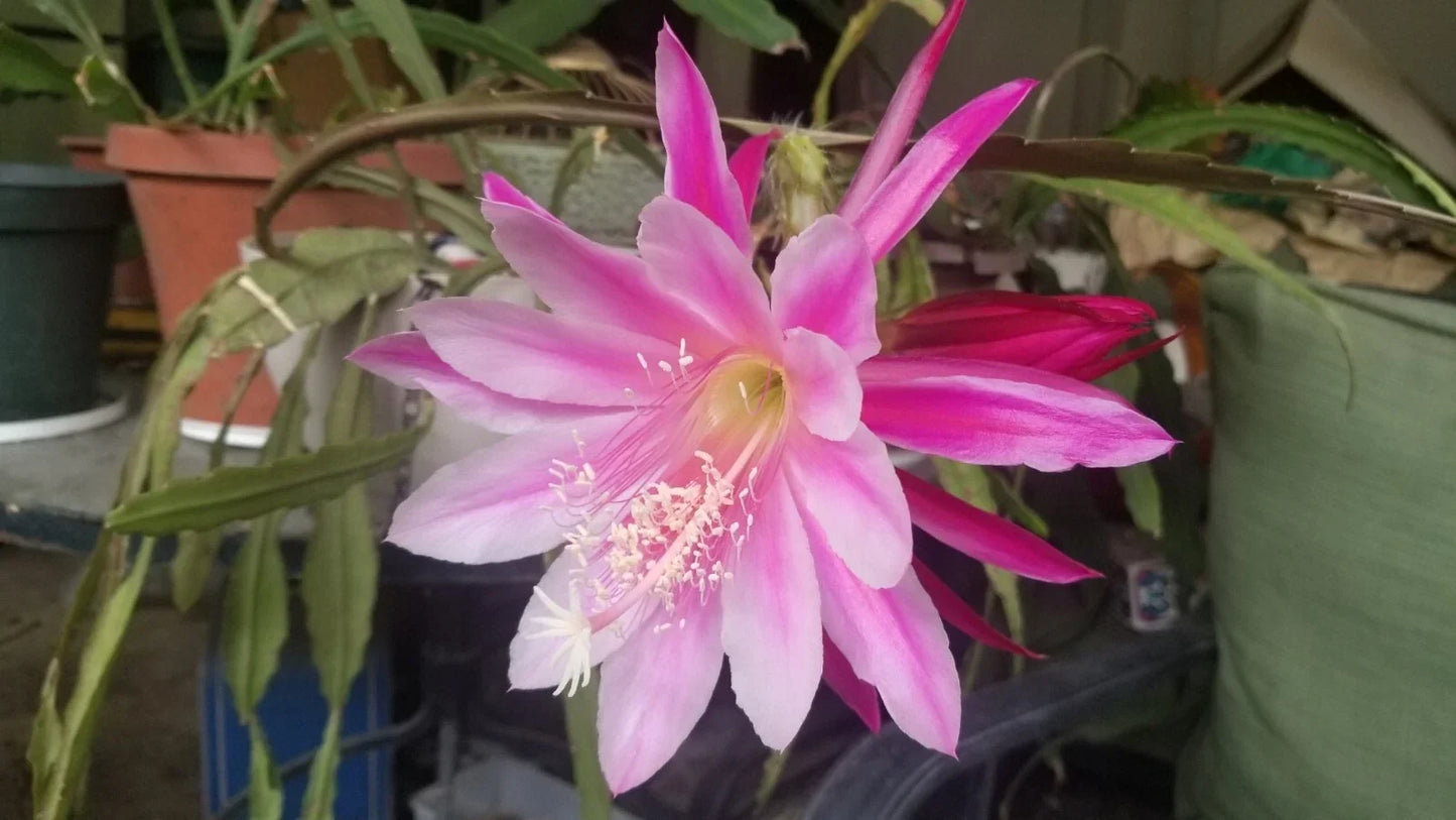 Pink Variegated Epiphyllum Cutting 6-8" Unrooted, Variegated Cactus Plant, Succulent, Houseplant, Epiphyllum spp.