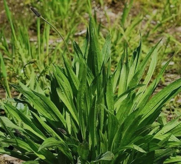 600 Plantain Seeds, Plantago lanceolata, Non-GMO Herb Garden Seeds, Full Sun, Easy Grow, USA Seller