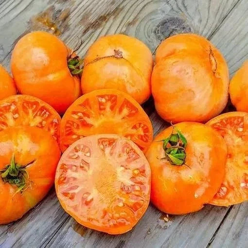 Organic Amana Orange Tomato Seeds | Heirloom, Non-GMO, Solanum lycopersicum, Juicy Orange Beefsteak Tomatoes