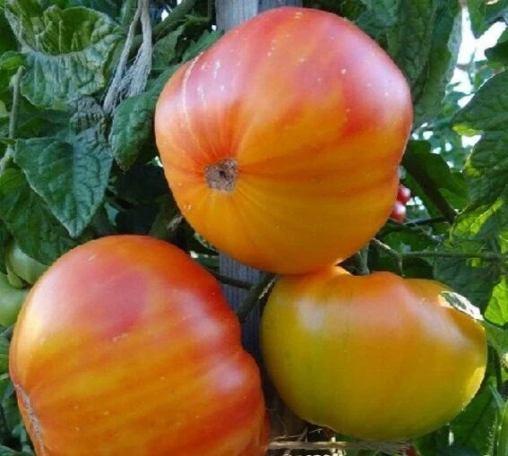 Pineapple Tomato Seeds - 50+ Indeterminate Heirloom Vegetable Seeds Solanum lycopersicum for Garden, Container, Full Sun