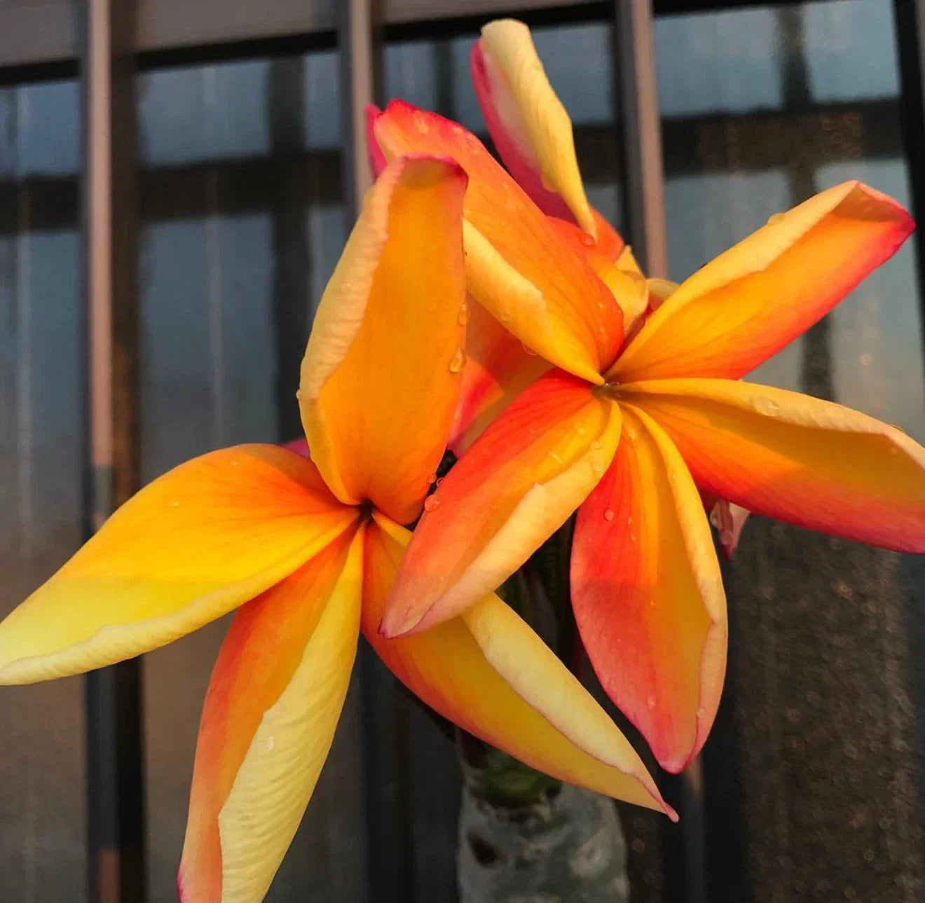 Kapunakea Maui Plumeria Cutting - Red/Orange Petals - Mid Cut Frangipani Plant (Plumeria rubra) for Garden or Indoor