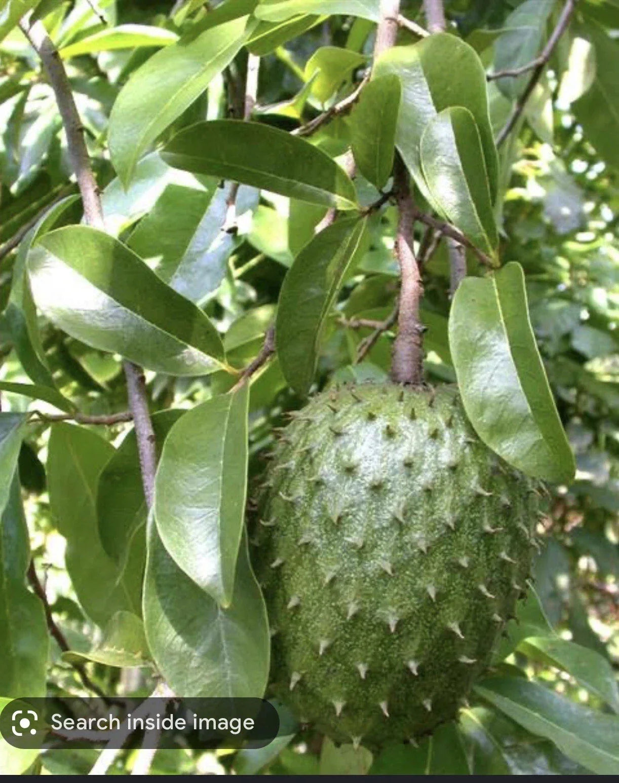 Graviola Soursop Plant in Pot - Annona Muricata - Tropical Indoor Garden Tree - 5-9 Inches