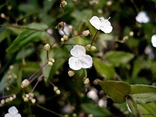 Gibasis Geniculata Indoor Houseplant - Blooming White Tahitian Bridal Veil Wandering Jewel Plant