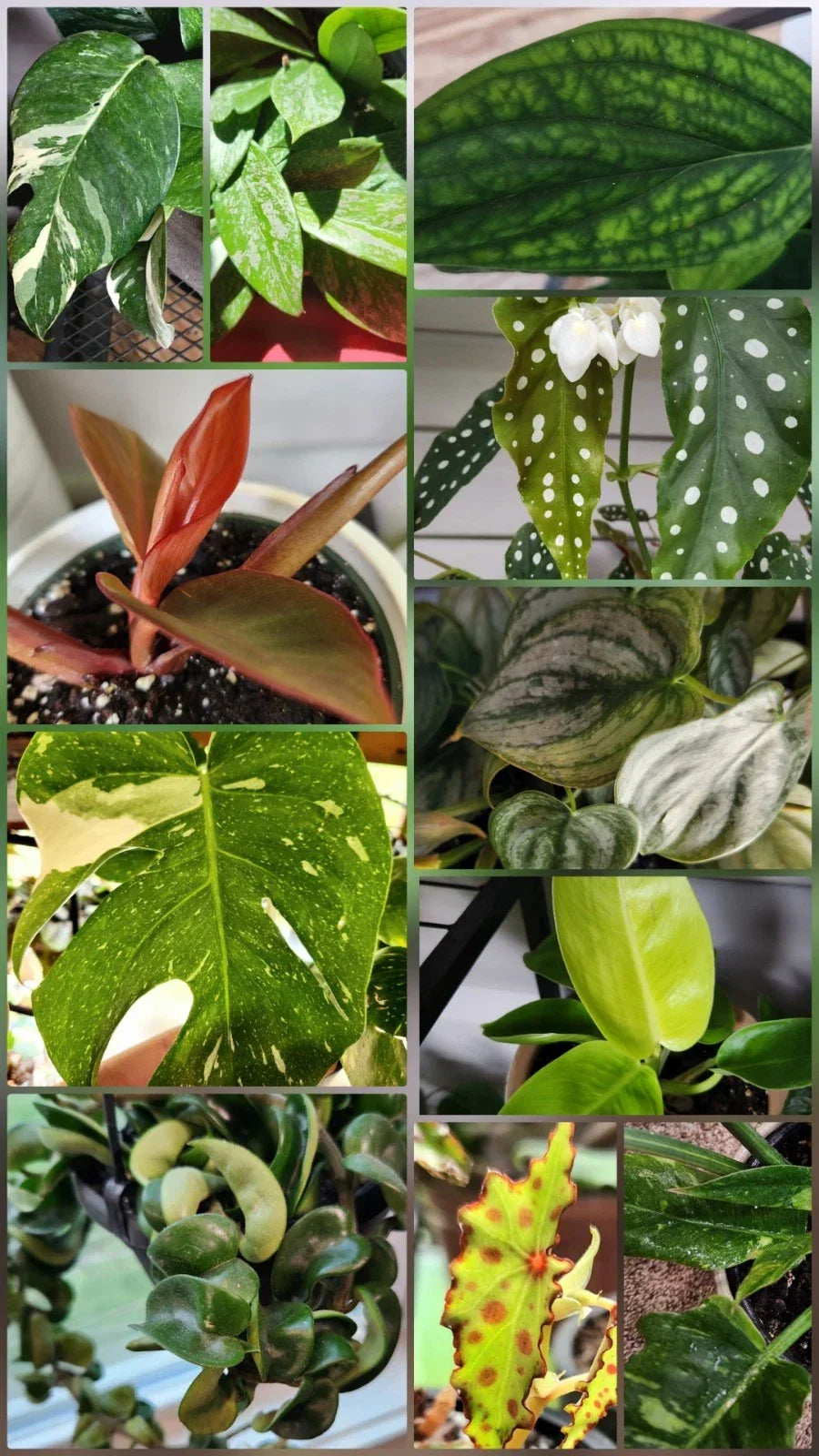 Plant Cuttings Bundle of 5 – Assorted Indoor Houseplants, Propagation Clippings, Pothos, Spider Plant, Live Plant Cuttings
