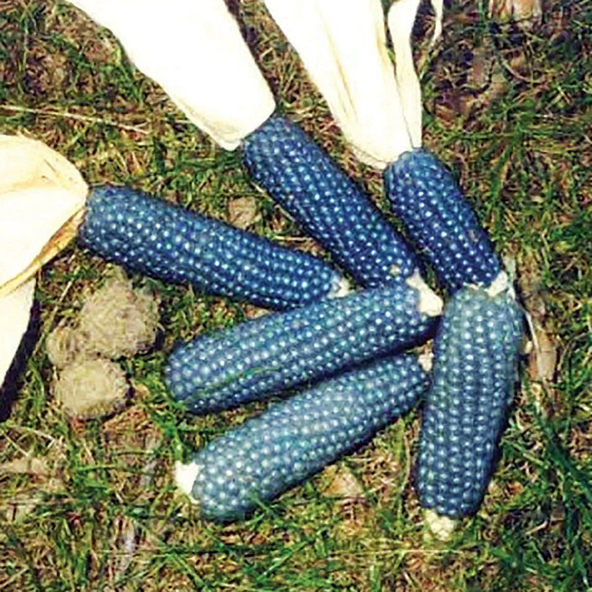Miniature Blue Popcorn Seeds - 25 Pack Heirloom Zea mays everta